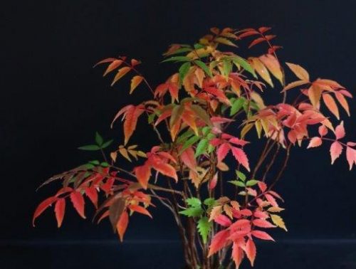 ハゼ紅葉 フォトページタグ 琳葉 りんは 盆栽 Rinha Bonsai