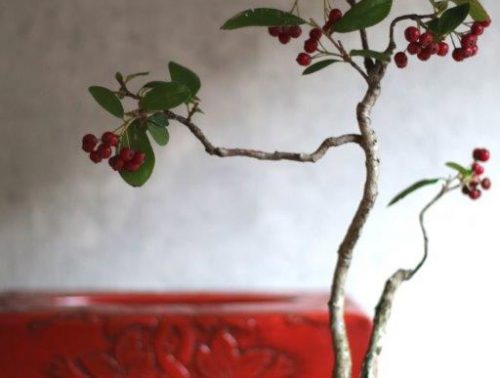 カマツカ盆栽 フォトページタグ 琳葉 りんは 盆栽 Rinha Bonsai
