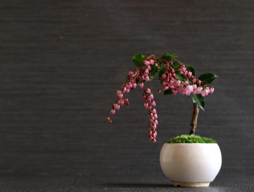 アセビ 琳葉 りんは 盆栽 Rinha Bonsai