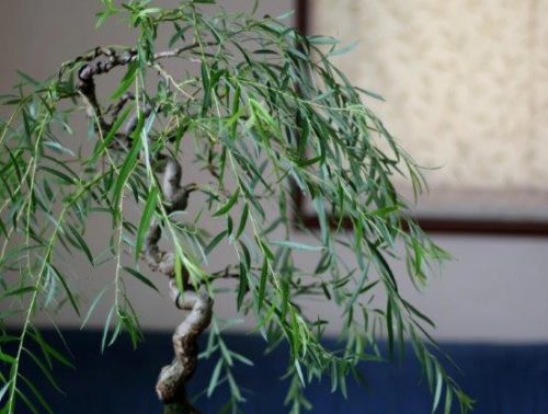 三河盆栽 ロッカクドウヤナギ 盆栽 六角堂柳 | フォトページタグ | 琳葉(
