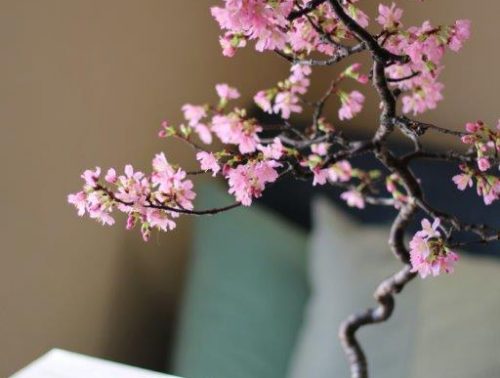 オカメ桜盆栽 | フォトページタグ | 琳葉(りんは)盆栽 - RINHA BONSAI -