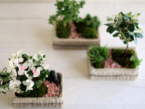 ハツユキカズラ盆栽 | フォトページタグ | 琳葉(りんは)盆栽 - RINHA